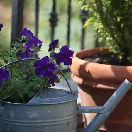 Stancija Kovacici Bed & Breakfast Opatija